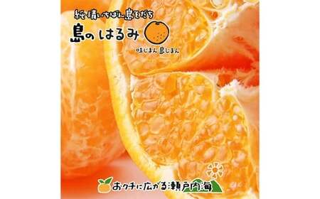 [希望の島] はるみ 特選品 中玉 2kg 愛媛県 松山市 中島産 みかん 柑橘 贈答用 果物 くだもの フルーツ デザート 国産 常温 [2026年2月下旬〜3月下旬迄順次発送予定](1017)