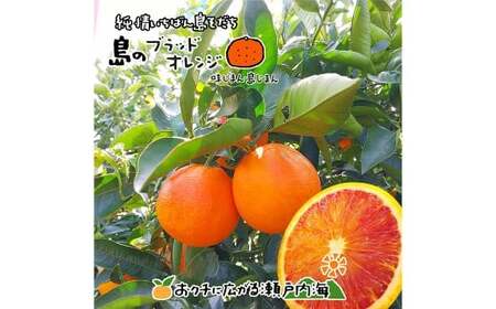 [希望の島] ブラッドオレンジ 特選品 中玉 2kg 愛媛県 松山市 中島産 オレンジ 柑橘 贈答用 果物 くだもの フルーツ デザート 国産 常温 [2026年3月上旬〜4月下旬迄順次発送予定](1021)