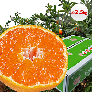 yB06065zRk݂ 2.5kgETCYC Yi m ݂mԌin