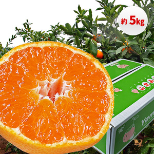 yC06035zRk݂ 5kgETCYC Yi m ݂mԌin