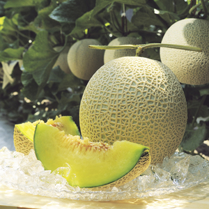 高知県産 マスクメロン 1玉(約1.5kg)[期間限定品]