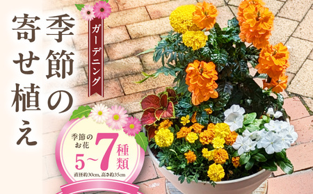 ガーデニング 季節の寄せ植え[142F01] 花 寄せ植え 鉢 鉢植え 花屋 季節 旬 園芸 ガーデニング おまかせ