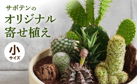 サボテンのオリジナル寄せ植え(小)[133O01] 本格サボテン 産地直送サボテン インテリア サボテンギフト プレゼント オシャレサボテン かわいいサボテン 人気サボテン 多肉植物