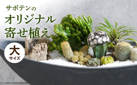 サボテンのオリジナル寄せ植え(大)[133O02] 本格サボテン 産地直送サボテン インテリア サボテンギフト プレゼント オシャレ かわいい 寄せ植え オリジナルサボテン 人気サボテン 多肉植物