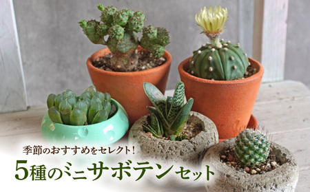 ミニ サボテン セット(5種)[133O07] 本格サボテン 産地直送サボテン インテリア ギフト プレゼント オシャレ かわいい 人気サボテン 多肉植物 おすすめサボテン おまかせサボテン