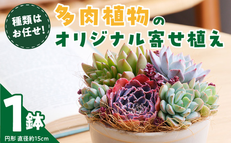 [佳花園]多肉植物のオリジナル寄せ植え[156K04]