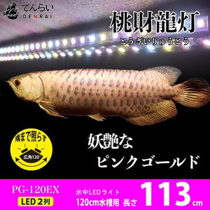 金龍の鱗を美しく照らす!ピンクゴールドの水中アロワナライト