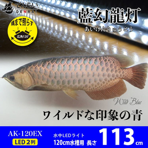 一瞬で綺麗に魅せる!金龍の青を最大限に強調する水中LEDライト