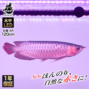変化を体感!水を赤くせず、紅龍だけ美しく魅せる水中LEDライト