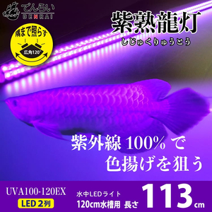 紫外線100%LEDで紅龍・金龍の色彩を引出す水中ライト