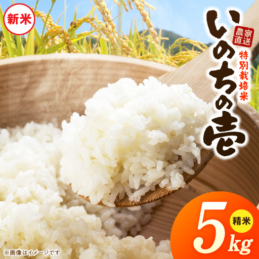 [R8年産新米 先行受付]特別栽培米「いのちの壱」(5kg)[農家直送] [208K01] 希少米 5kg 米 新米 精米 白米 ご飯 国産 産地直送 甘い 粘り強い もちもち お取り寄せ こだわり米 愛知県 小牧市 送料無料