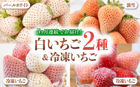 [2025年発送分先行予約][全5回定期便]白いちご2種と冷凍いちご / いちご イチゴ 苺 果物 フルーツ 定期便 / 佐賀県ふるさと納税 [41AAZZ004]いちご 苺 定期便 いちご 苺 定期便 いちご 苺 定期便