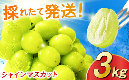 y2026N s\zVC}XJbg 3kg / ꌧ / tbg [41ABAA015]