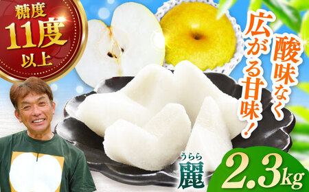 【2025年発送 先行予約】【化粧箱入り】麗（秋麗）5-6個（約2.3kg） / 梨 梨 梨 梨 梨 梨 梨 / 佐賀県 / 大川三世代 [41AEAB008]