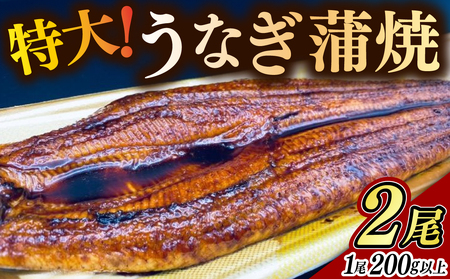 特大うなぎ蒲焼 2尾(200g以上/尾) / 鰻 / 佐賀県 / 佐嘉ZEYTAKUYA(山下鮮魚店)