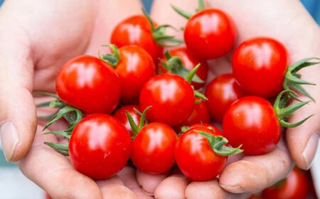 �i���Y���h���V���[�Y �g�}�g �H�ׂ���׃Z�b�g / ���ꌧ / �i���Y�� [41AAAC006]