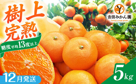 y12z㊮n݂ 5kg / k Y t[c / ꌧ / gc݂ [41ABAG002]