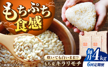 yS6ցz L` 4kgi1kg×4܁j/ G G / ꌧ / ˕čX[41ANAD010]