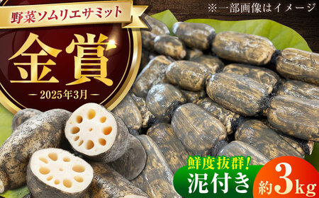 [金賞受賞!]泥付き 松尾青果のこだわり白石れんこん 約3kg / 蓮根 野菜 根菜 / 佐賀県 / 松尾青果