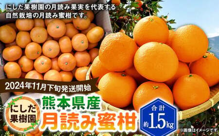 [2024年11月下旬発送開始]にしだ果樹園の熊本県産月読み蜜柑 約1.5kg