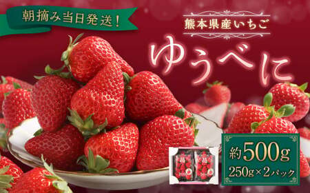 朝摘み当日発送!熊本県産いちご(ゆうべに) 約500g (250g×2パック) [2024年12月上旬発送開始]