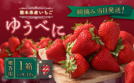 [贈答用]朝摘み当日発送!熊本県産いちご(ゆうべに)(1箱9~12粒大玉) [2024年12月上旬発送開始]