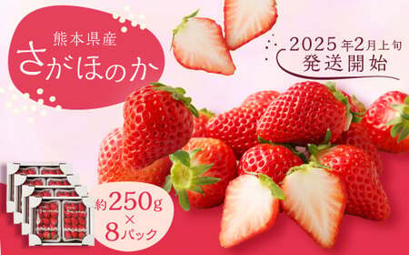 熊本県産 さがほのか 約2kg いちご 苺 イチゴ [2025年2月上旬発送開始]