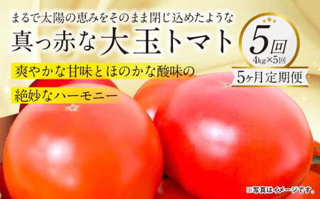 [5か月連続定期便]『まるで太陽の恵みをそのまま閉じ込めたような真っ赤な大玉トマト』約4kg×5回 合計約20kg 特別な定期便 熊本県産 [2025年1月下旬発送開始] 野菜 やさい トマト とまと 大玉トマト