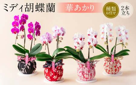 ミディ 胡蝶蘭 華あかり 2本立ち 1個 花 お花 植物 蘭 洋蘭 ラン インテリア アレンジ アレンジメント 鑑賞 観賞用 贈答用