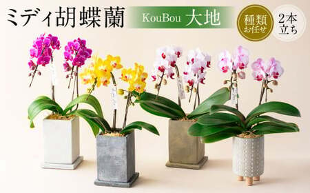 ミディ 胡蝶蘭 KouBou 大地 2本立ち 1個 花 お花 植物 蘭 洋蘭 ラン インテリア アレンジ アレンジメント 鑑賞 観賞用 贈答用