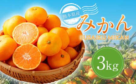 熊本県産みかん BUSAIKU MIKAN 3kg [2025年10月上旬発送開始] フルーツ 果物 くだもの みかん 蜜柑 柑橘