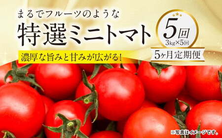[5か月連続定期便]『まるでフルーツのような特選ミニトマト』 約3kg×5回 合計約15kg 特別な定期便 熊本県産 [2026年1月上旬発送開始] 野菜 やさい トマト とまと ミニトマト