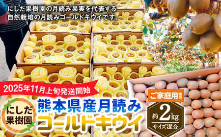 (ご家庭用梱包)にしだ果樹園の熊本県産月読みゴールドキウイ サイズ混合 約2kg [2025年11月上旬発送開始] キウイ フルーツ