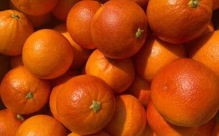 熊本県産 ブラッドオレンジ 約5kg オレンジ 果物 みかん 蜜柑 柑橘 [2026年2月下旬発送開始]