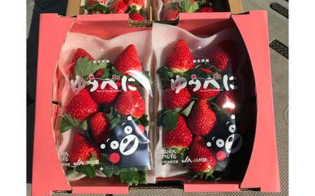 熊本県産 苺 旬の品種 (2種) 約1.5キロ 前後 いちご イチゴ フルーツ 果物 [2026年3月上旬発送開始]