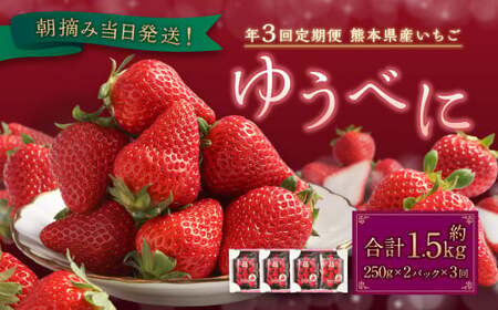 [年3回定期便]朝摘み当日発送!熊本県産いちご(ゆうべに)約1500g(約500g×3回)[2026年1月上旬発送開始]