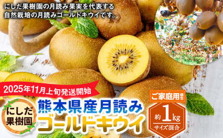 (ご家庭用梱包)にしだ果樹園の熊本県産 月読み ゴールドキウイ サイズ混合 約1kg [2025年11月上旬発送開始] キウイフルーツ キウイ 果物 果実 フルーツ 九州 熊本県産 熊本県 常温