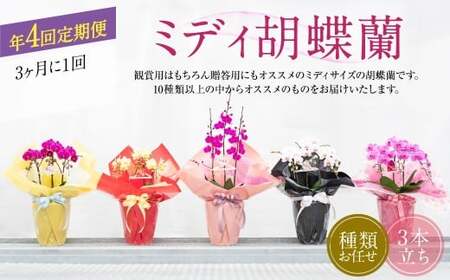 [年4回定期便]ミディ 胡蝶蘭 3本立ち 花 お花 植物 蘭 洋蘭 ラン インテリア アレンジ アレンジメント 鑑賞 観賞用 贈答用