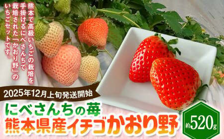 にべさんちの苺 熊本県産イチゴかおり野 約520g[2025年12月上旬発送開始] 苺 いちご フルーツ 果物 熊本
