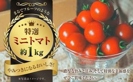まるでフルーツのような特選ミニトマト1kg(熊本県産) [2025年12月下旬発送開始] 野菜 やさい トマト とまと ミニトマト 甘い 濃厚 国産 常温