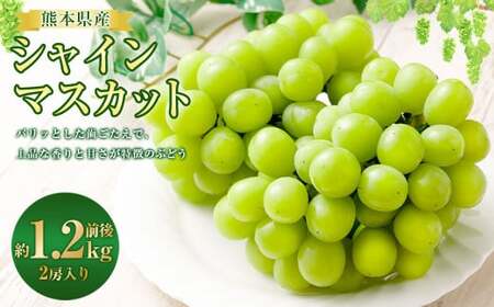 熊本県産 シャインマスカット 2房 約1.2kg前後 マスカット フルーツ 果物 [2026年8月下旬発送開始]