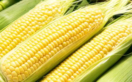 熊本県産 スイートコーン 約3.5kg [2026年5月下旬発送開始] 野菜 やさい とうもろこし トウモロコシ コーン 国産