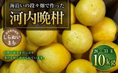 �F�{���F��s�s�m�Β��̊C�����̒i�X���ō�����u�͓��ӊ��v��10kg�i26-33�ʁj �ӊ� �΂񂩂� ���k �������� �ʕ� �t���[�c �y2026�N4�����{�����J�n�z