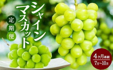 [4か月連続定期便(2026年7月〜10月)] シャインマスカット 定期便 4ヵ月 約1.3kg×4回 合計約5.2kg くだもの 果物 フルーツ