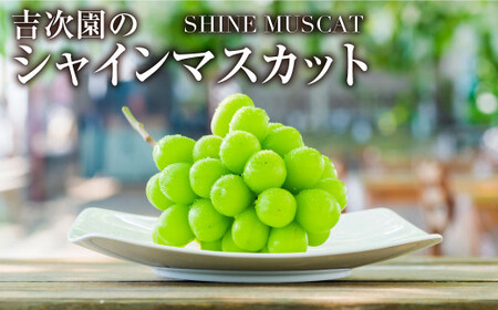 シャインマスカット2房 合計約1.2kg ぶどう ブドウ 葡萄 果物 くだもの フルーツ [2026年8月下旬発送開始]