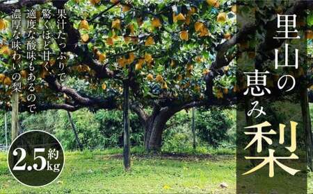 里山の恵み梨 約2.5kg [2026年8月下旬発送開始] なし ナシ 梨 フルーツ くだもの 果物 熊本