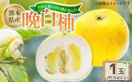 熊本県産晩白柚 1玉(約1kg)[2026年12月下旬発送開始] 熊本県産 国産 晩白柚 おやつ 果物 果実 フルーツ 1kg 1玉