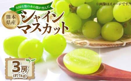 熊本県産シャインマスカット約1kg(3房)[2026年8月下旬発送開始] 熊本県産 国産 シャインマスカット シャイン マスカット ぶどう 葡萄 ブドウ おやつ 果物 果実 フルーツ 1kg 3房
