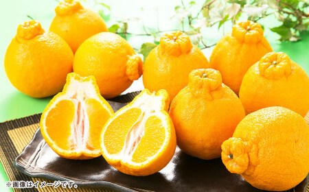 熊本県産 ハウスデコポン 約2kg(7〜9個) 柑橘 みかん 蜜柑 デコポン[2026年12月下旬発送開始]