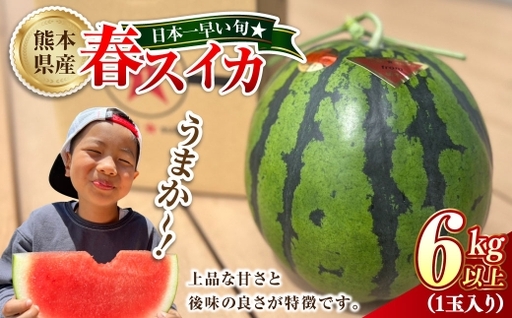 日本一早い旬☆熊本県産春スイカ 1玉入り 6kg以上 スイカ すいか 西瓜 春スイカ 国産 熊本県産 果物 くだもの フルーツ 果実 [2026年4月上旬発送開始]